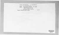 Passalora rhoina image